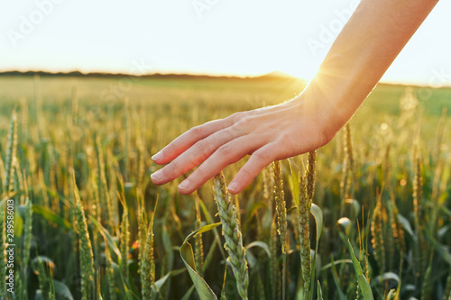 hand holding ears of wheat in field © SHOTPRIME STUDIO