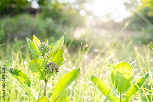 Selective focus of common milkweed plant in open field