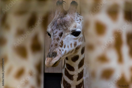 Photography close up of a giraffe