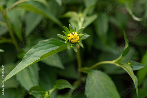 Closed bud of a yellow daisy