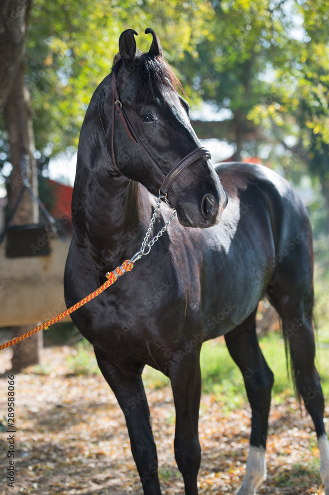 portrait of beautiful black Marwari breed stallion posing in garden. traditional indian bre portrait of beautiful black Marwari breed stallion posing in garden. traditional indian bre