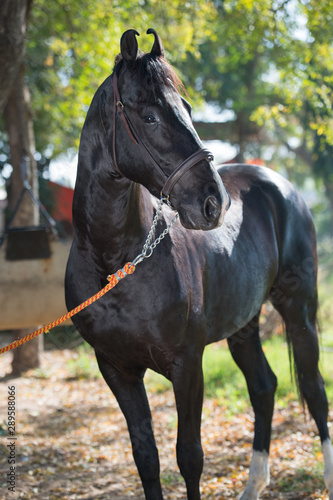 portrait of beautiful black Marwari breed stallion posing in garden. traditional indian bre