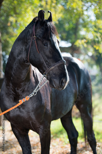 portrait of beautiful  black  Marwari breed stallion posing in garden. traditional indian horse breed. Rajasthan. India