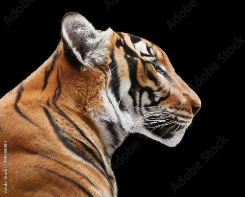 Magnificent tiger isolated on black background