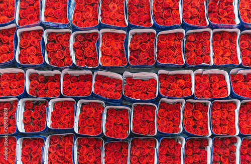 Red roses packed and ready for export in the region of Tabacundo and Cayambe, north of Quito, Ecuador, South America.