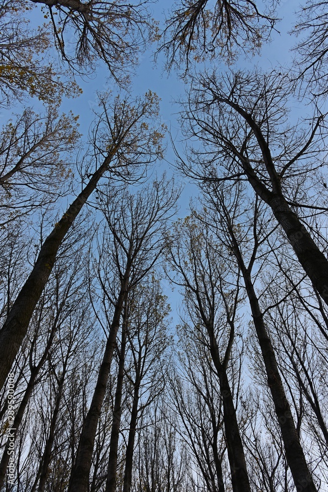 Fototapeta premium looking up at tree