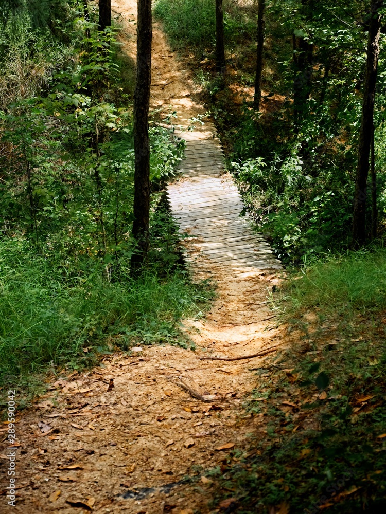 Path in the Woods to a Bridge 3