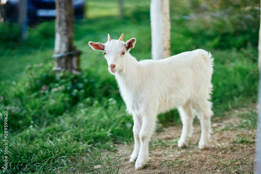 white goat on a meadow