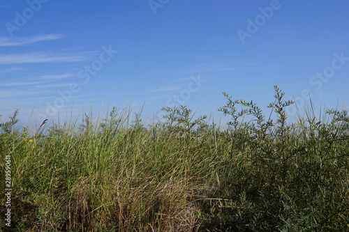 Sonnige D  nenlandschaft an der Ostsee in der L  becker Bucht