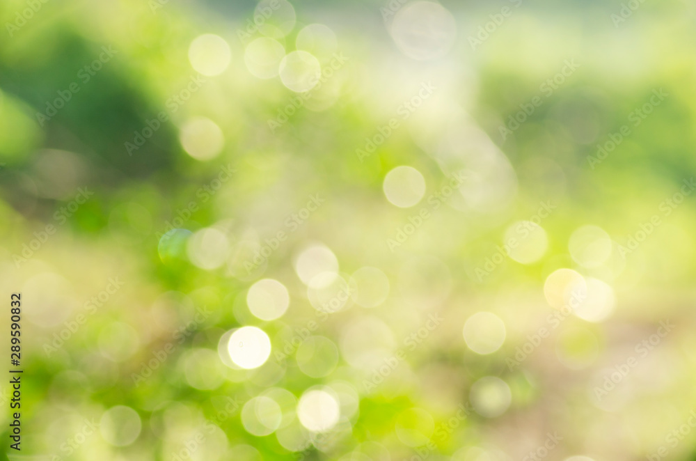 Green background, blurred bokeh and sunlight Green background, blurred bokeh and sunlight