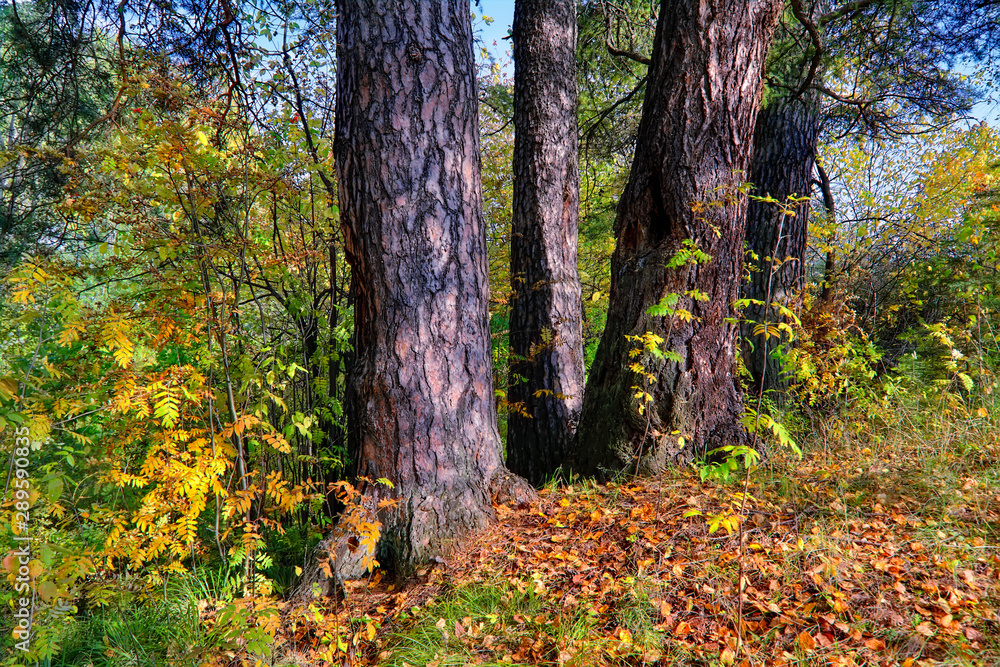 Autumn landscape on the banks of a forest river on a sunny warm day. Autumn landscape on the banks of a forest river on a sunny warm day.