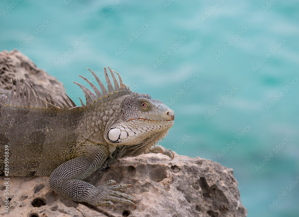 Fototapeta premium Iguana close up near seaside, Bonaire