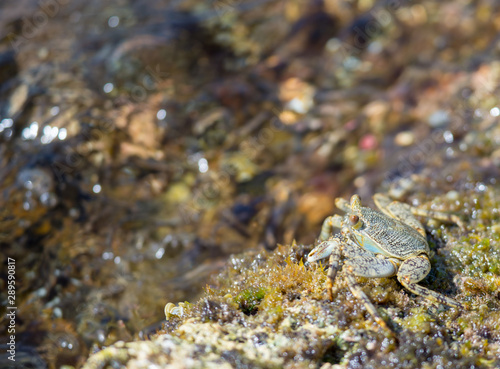 Blue water crab close up