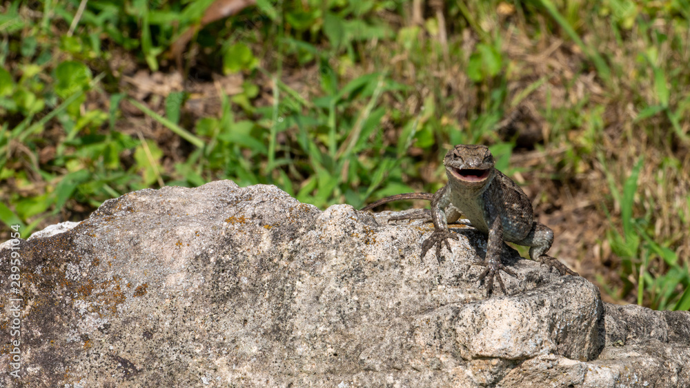 Prairie Lizard or Northern Fence Lizard Prairie Lizard or Northern Fence Lizard