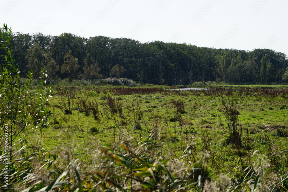 Wiese und Wald in der Aalbeek-Niederung Wiese und Wald in der Aalbeek-Niederung