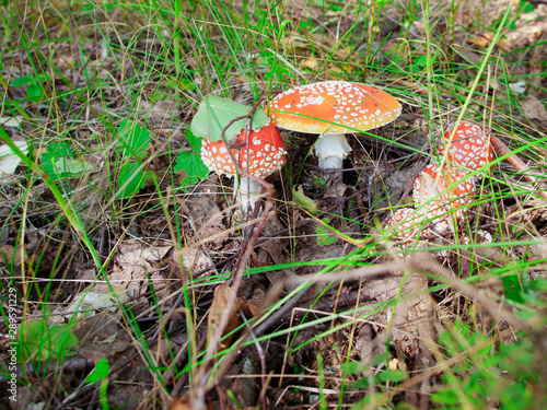 Amanita family in the grass in the forest