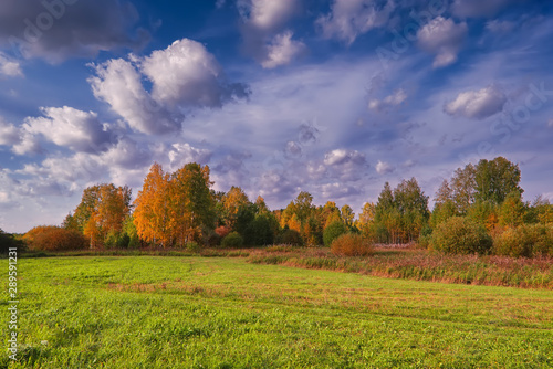 Autumn landscape with grass and wild flowers on the background of a forest.