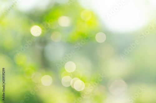 Green background, blurred bokeh and sunlight 