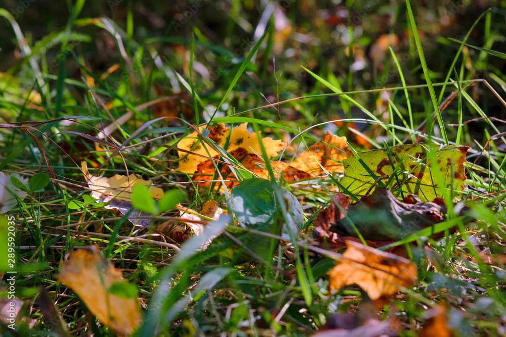 Fallen autumn yellow leaves on the grass in the forest close-up. Fallen autumn yellow leaves on the grass in the forest close-up.