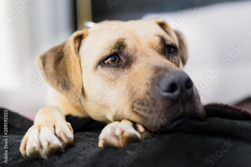 Close up face of pitbull dog lying on black sofa