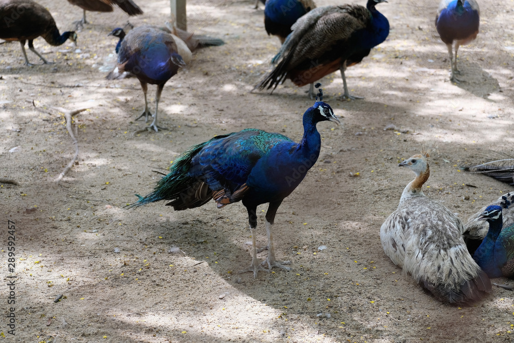 A deep blue peacock amidst relatives A deep blue peacock amidst relatives