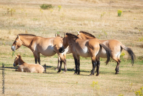 Equus ferus przewalskii  beautiful wild horses in natural habitat .