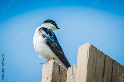 Swallow in the Sun