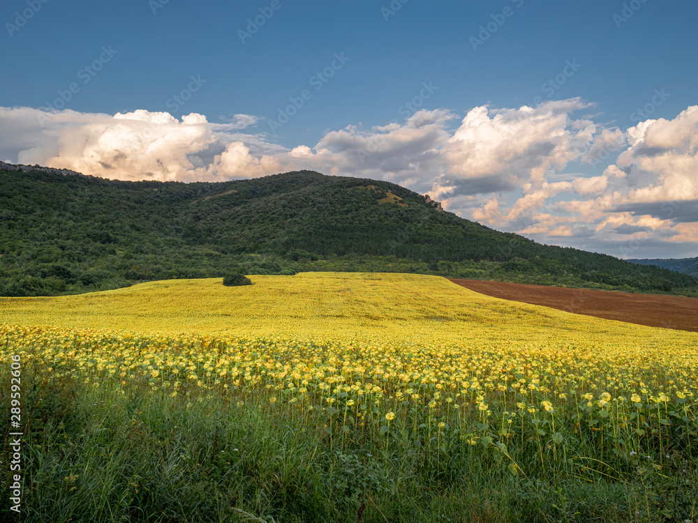 sunflower field under the hill