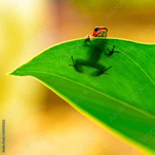 A poisonous strawberry dart frog (oophaga pumilio) in hiding behind a leaf on Bastimentos island in Panama. photo