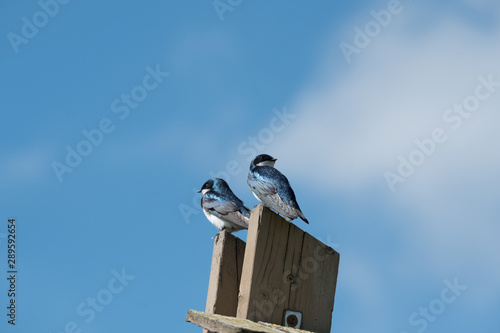 Pair of Tree Swallows