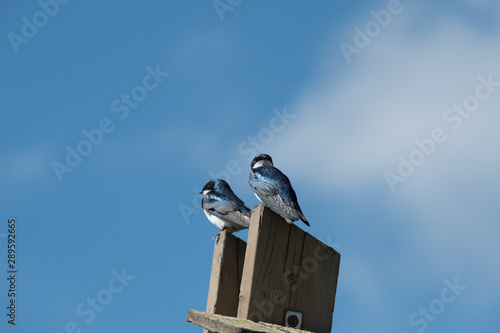 Tree Swallow pair