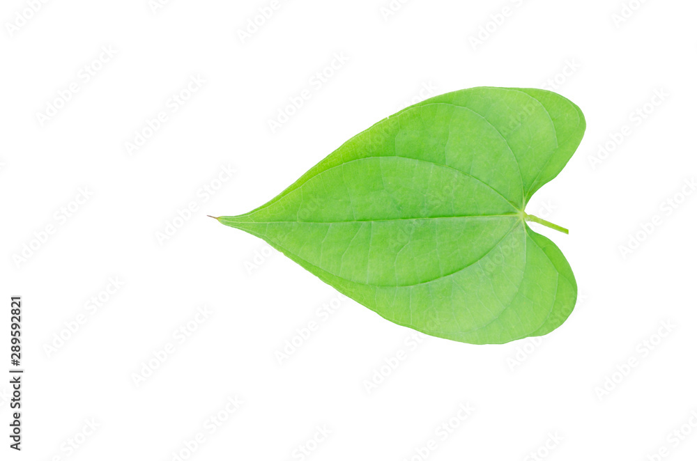 Fototapeta premium Green leaves isolated from white background 