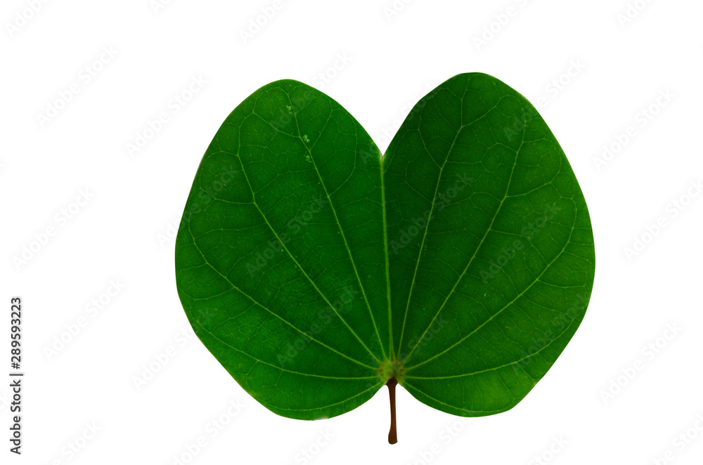 Fototapeta premium Green leaves isolated from white background