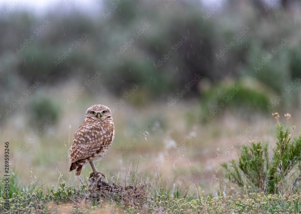Burrowing Owl Burrowing Owl