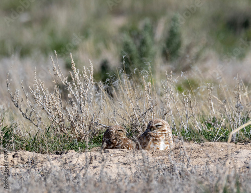 Burrowing Owls