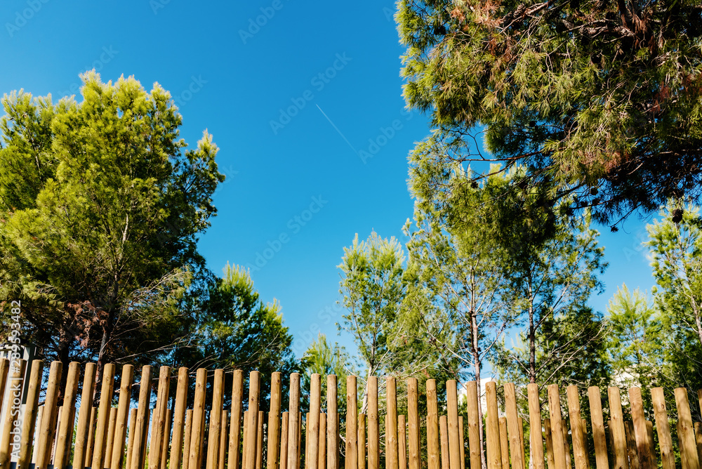 Fototapeta premium Walkway with wooden logs to cross a pine forest.