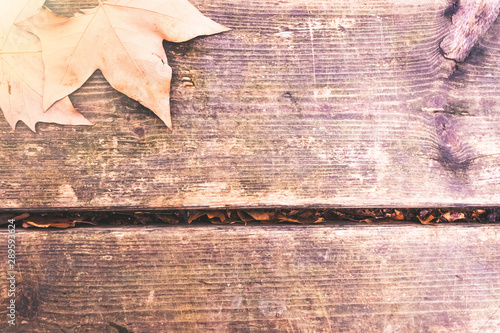 Autumnal background, dry leaf on old wooden board with muted tones.