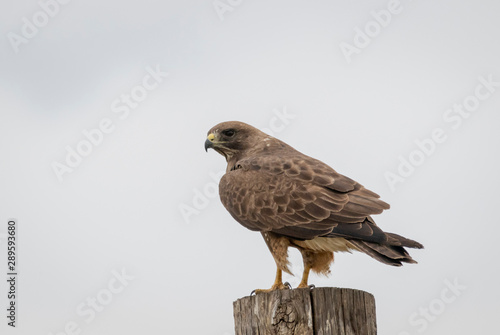 Swainson's Hawk © Western Photographs