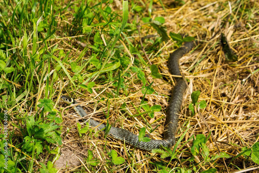 Grass snake in wilderness on a green meadow, it is a Eurasian non venomous snake, Poland Grass snake in wilderness on a green meadow, it is a Eurasian non venomous snake, Poland