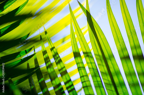 Jungle background of layers of bright green palm fronds casting shadows in tropical sun