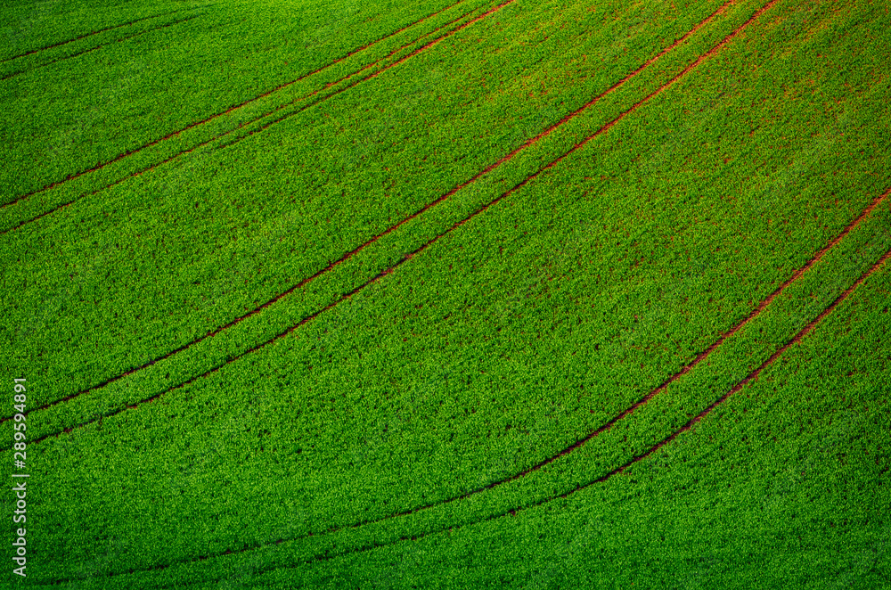 Green grass field background Green grass field background