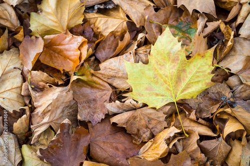 Single yellow autumn leaf resting on a pile of fallen brown leaves in varying stages of drying