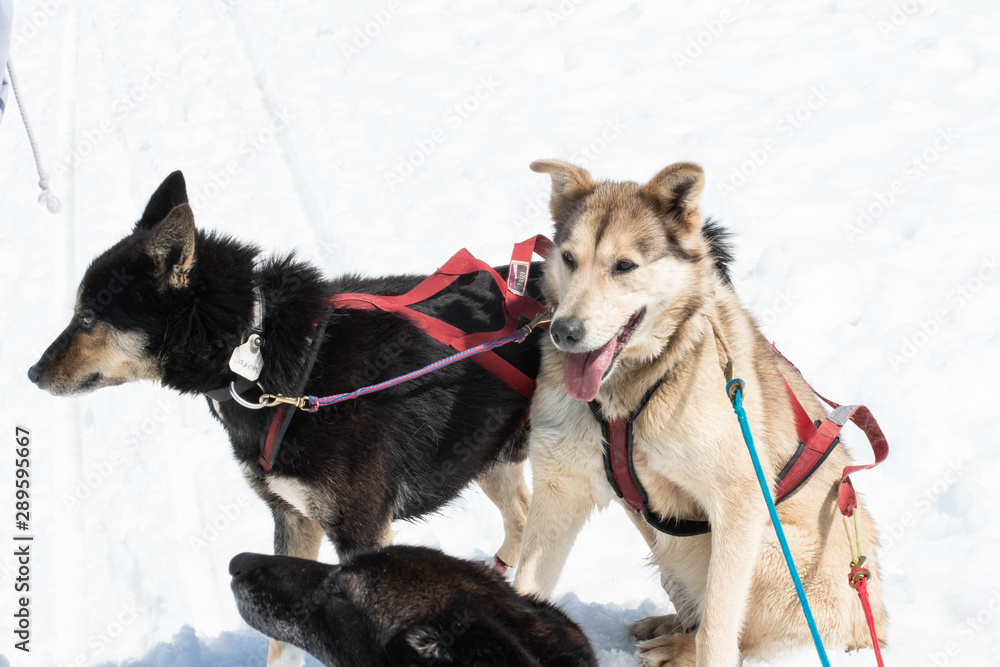 Husky sled dog resting after running Husky sled dog resting after running