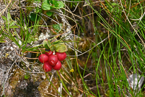 Preiselbeeren (Vaccinium vitis-idaea) - lingonberry, partridgeberry, mountain cranberry  photo