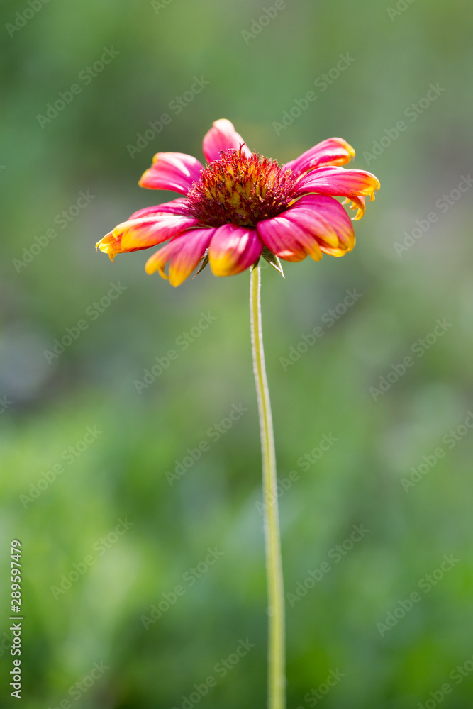 Obraz premium colorful single wildflower close up