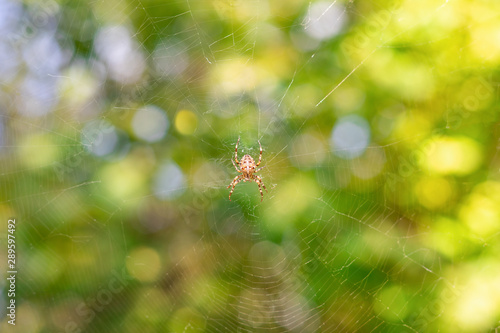 Garden-spider sits on the web on green background