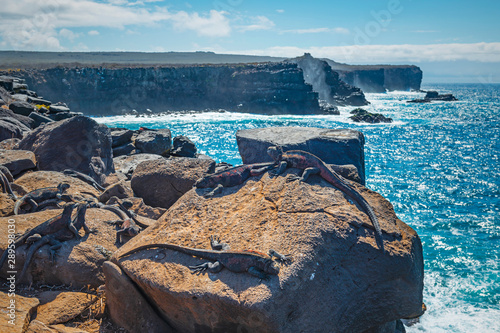 Landscape of the cliffs at Punta Suarez by the Pacific Ocean on Espanola Island with marine sea iguanas in the foreground, Galapagos Islands national park, Ecuador.