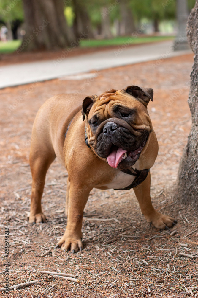 happy brown english bulldog healthy