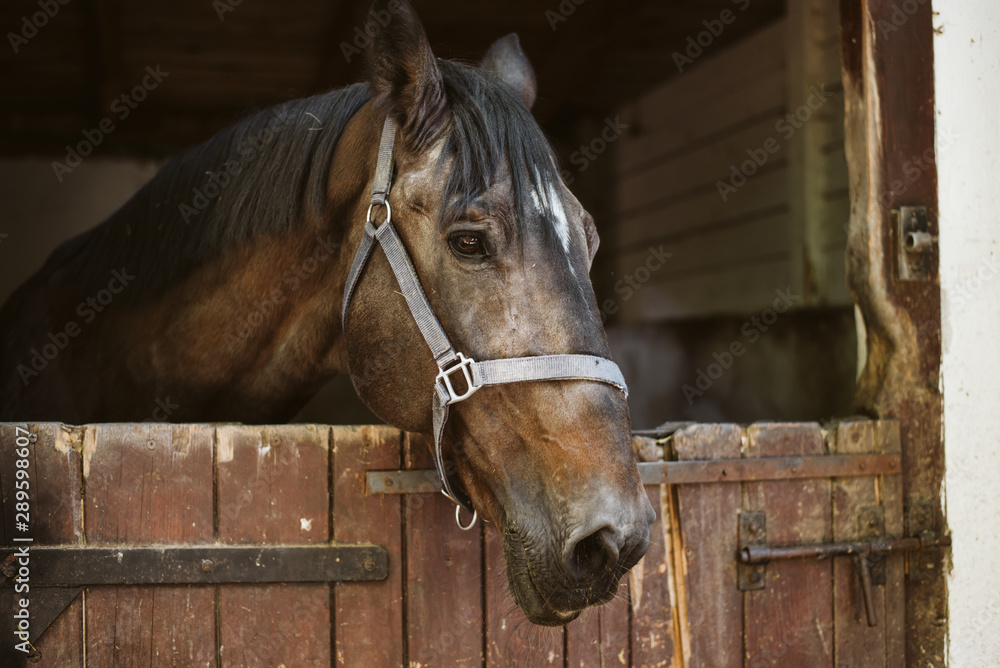 Obraz A brown horse in a barn on a farm