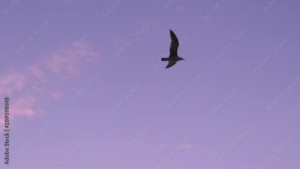 Seagull flying overhead in slow motion at dusk, silhouetted against dark blue sky. Seagull flying overhead in slow motion at dusk, silhouetted against dark blue sky.